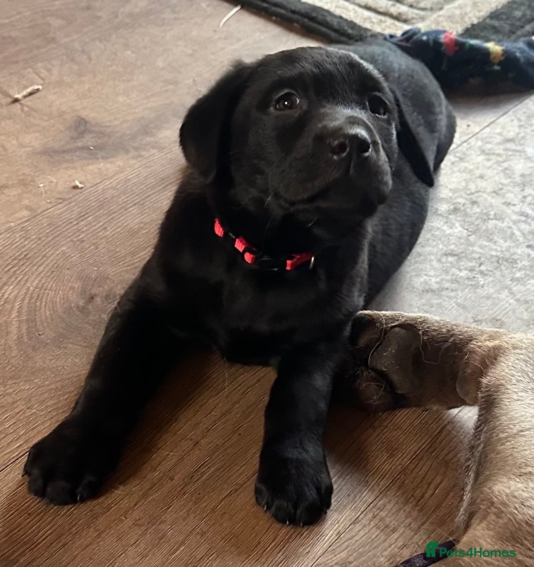Labrador Retriever dogs for sale: 🔥 KC LABRADOR PUPPIES SILVER CHOCOLATE AND BLACK - Advert 37