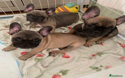 French Bulldog dogs for sale: French bulldogs  - Image 3
