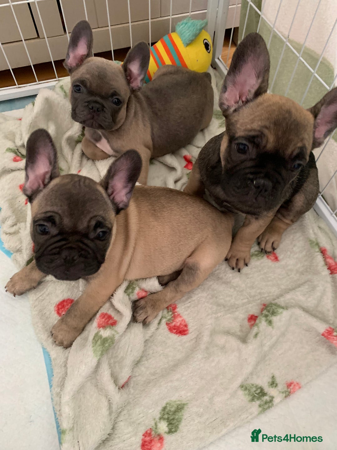 French Bulldog dogs for sale: French bulldogs  - Image 3