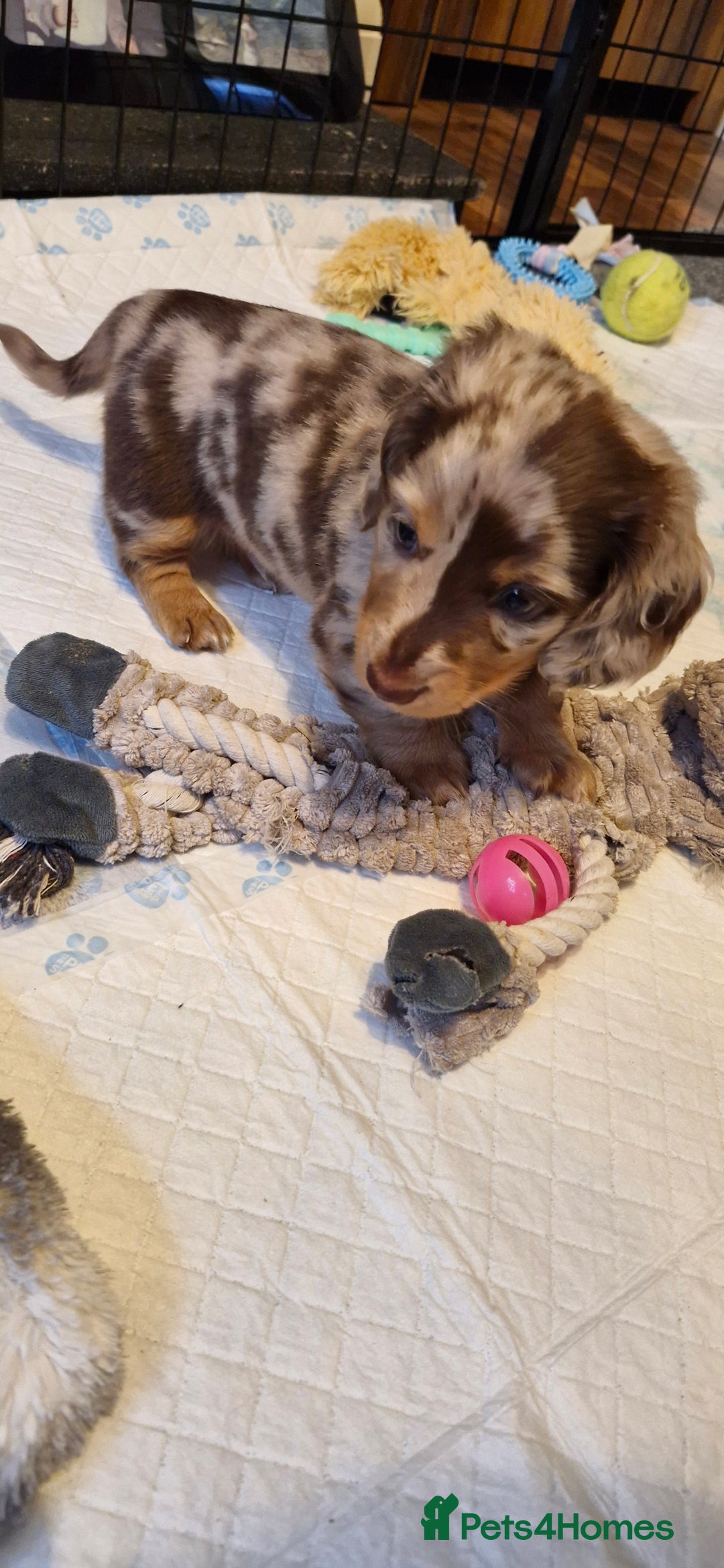 Miniature Dachshund dogs for sale: Longhaired miniature dachshunds  - Image 6