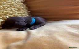 Miniature Dachshund dogs for sale: Miniature Dachshund stunning puppies  - Image 13