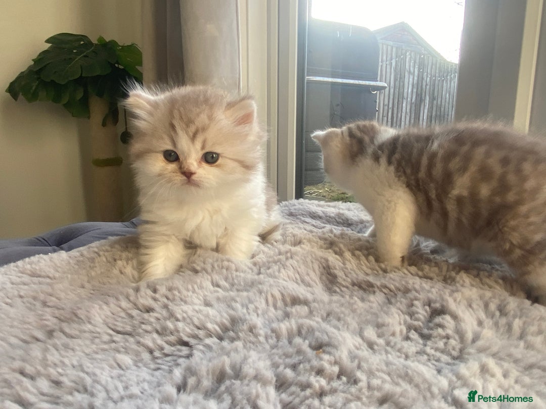 British Shorthair cats for sale: British shorthair longhair TICA boys tabby bio - Advert 7