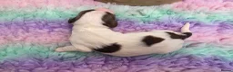 English Springer Spaniel dogs for sale: ⭐️ KC Home Reared Tested Springer Pups ⭐️ - Advert 35