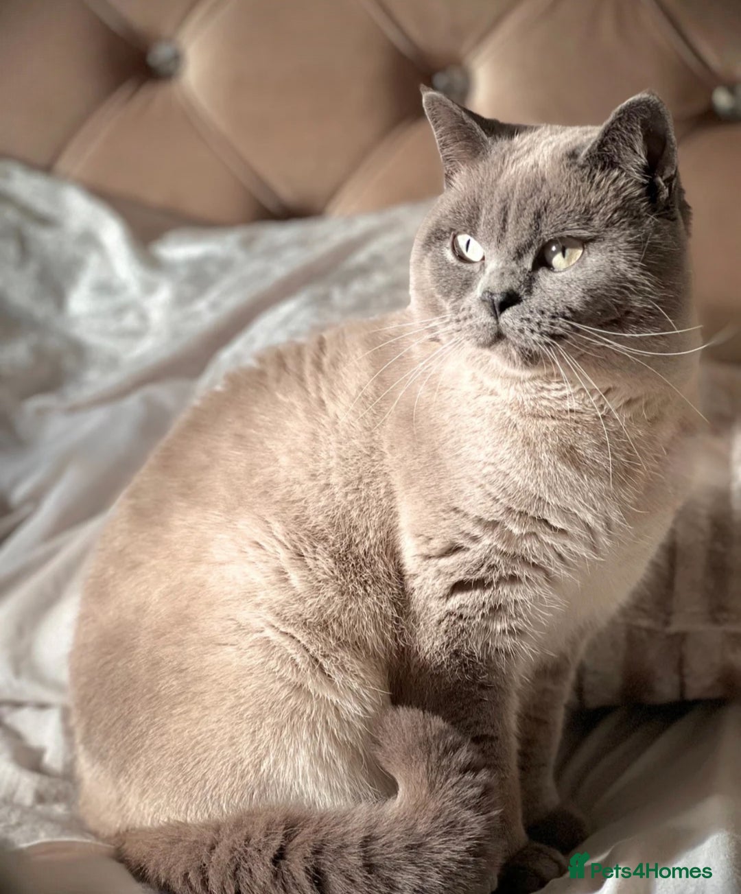 British Shorthair cats for sale: PEDIGREE BLUE BSH KITTEN AVAILABLE NOW!  - Image 3