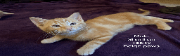 Mixed Breed cats for sale: Seven gingers, bundles of joy! - Advert 21