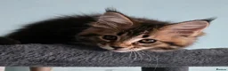 Maine Coon cats for sale: Big Strong Maine Coon Kittens - Advert 4