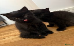 British Shorthair cats for sale: Fluffy Chocolate British Shorthair Kittens 🐾 - Image 6