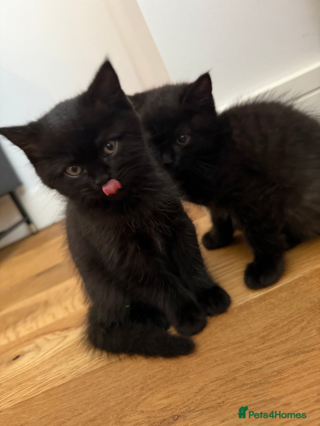 British Shorthair cats for sale: Fluffy Chocolate British Shorthair Kittens 🐾 - Image 6