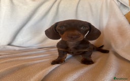 Miniature Dachshund dogs for sale:  Miniature dachshund *1 left  - Image 4