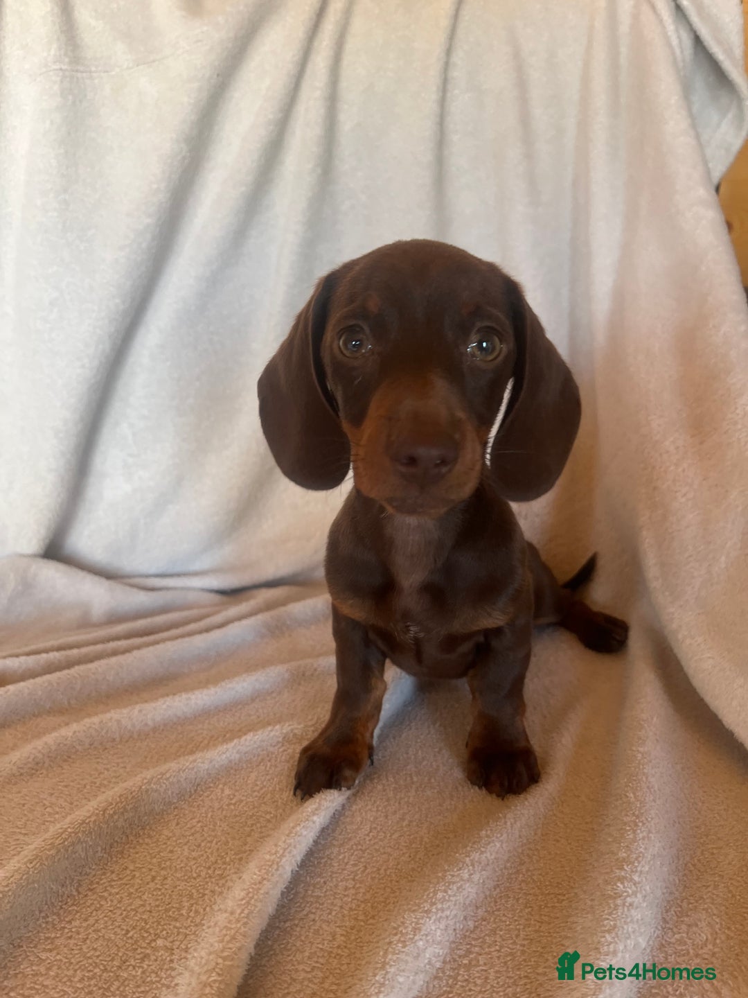 Miniature Dachshund dogs for sale:  Miniature dachshund *1 left  - Image 4