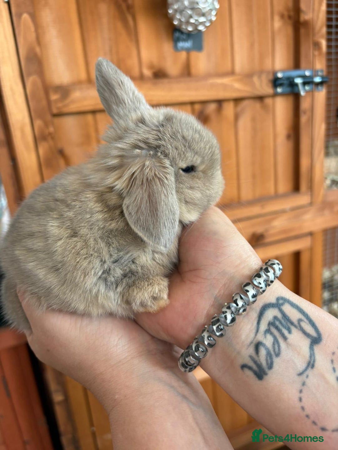 Mini Lop rabbits for sale: Beautifully bred mini lops - Image 2