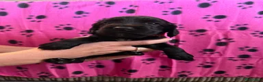 Red collar 