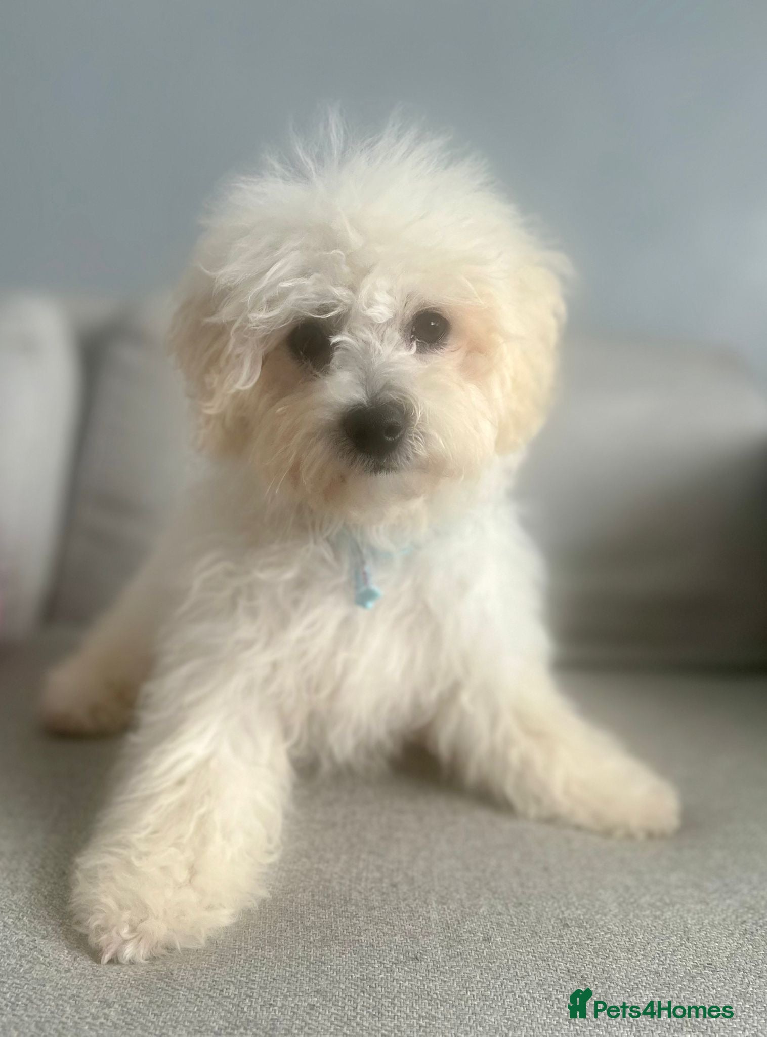 Bichon Frise dogs Buddy the bichon💙 - Advert 1