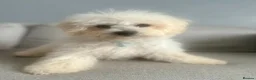 Bichon Frise dogs for sale: Buddy the bichon💙 in Runcorn - Advert 1