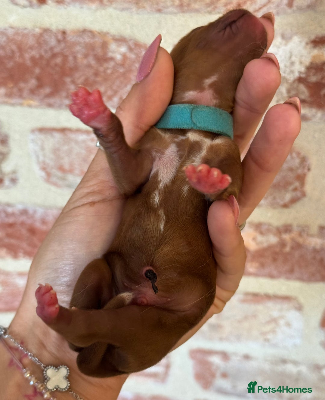 Cavapoo dogs for sale: F1 Cavapoo males 🖤🩵 - Image 11