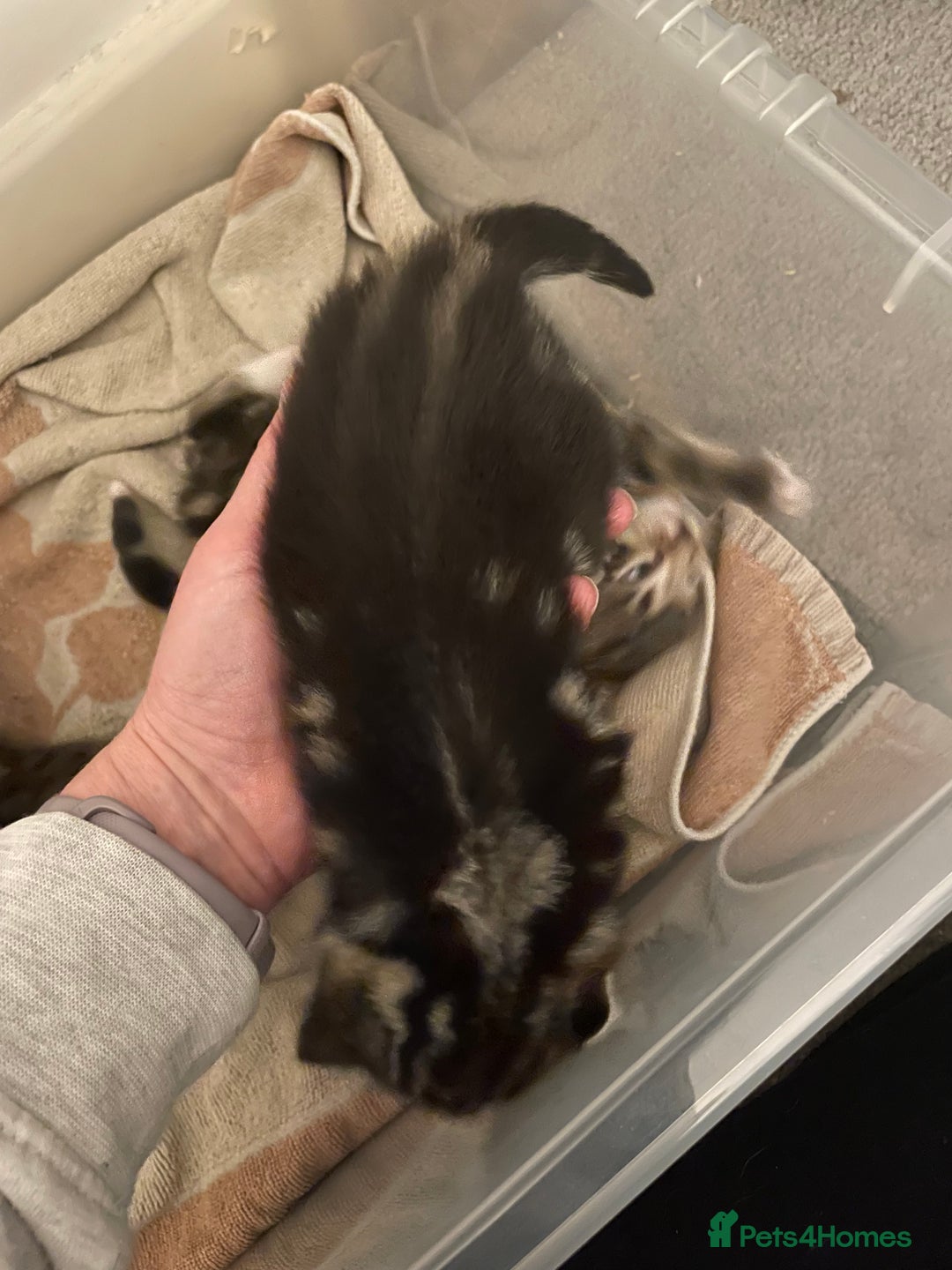 Domestic Shorthair cats for sale: Kittens - Image 4