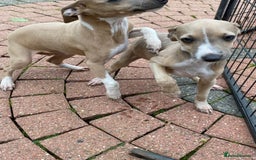 Mixed Breed dogs for sale: 2 beautiful Italian greyhounds  - Image 13