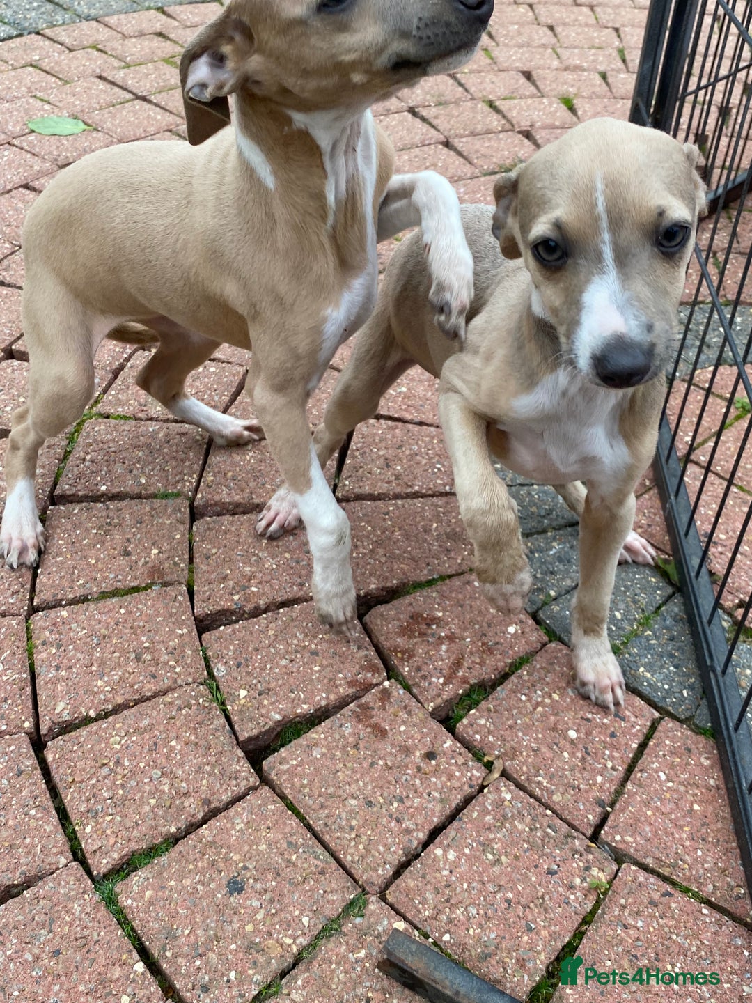 Mixed Breed dogs for sale: 2 beautiful Italian greyhounds  - Image 13