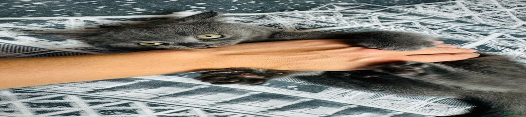 British Shorthair Blue Boy (Black Collar)