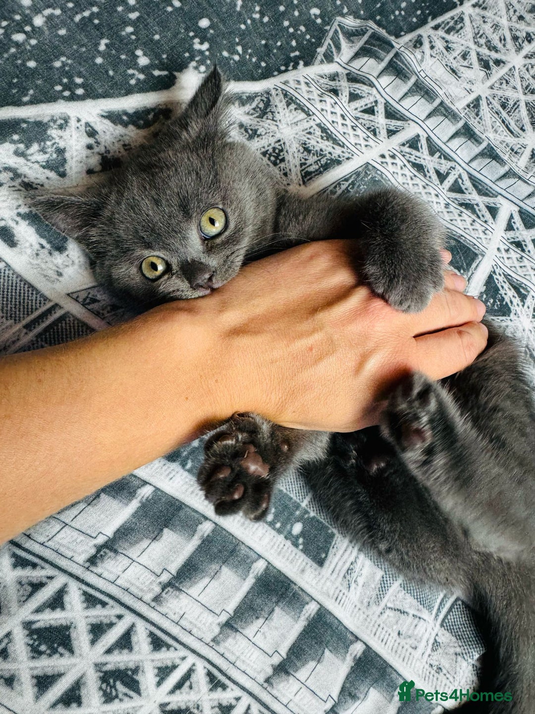British Shorthair cats for sale: GCCF, CHAMPION BLOODLINE BRITISH SHORTHAIR KITTENS - Image 1