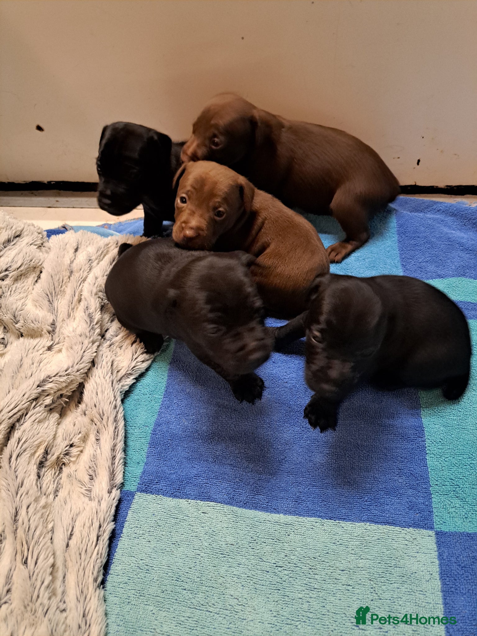 Patterdale Terrier dogs for sale: Patterdale puppies for sale - Advert 2