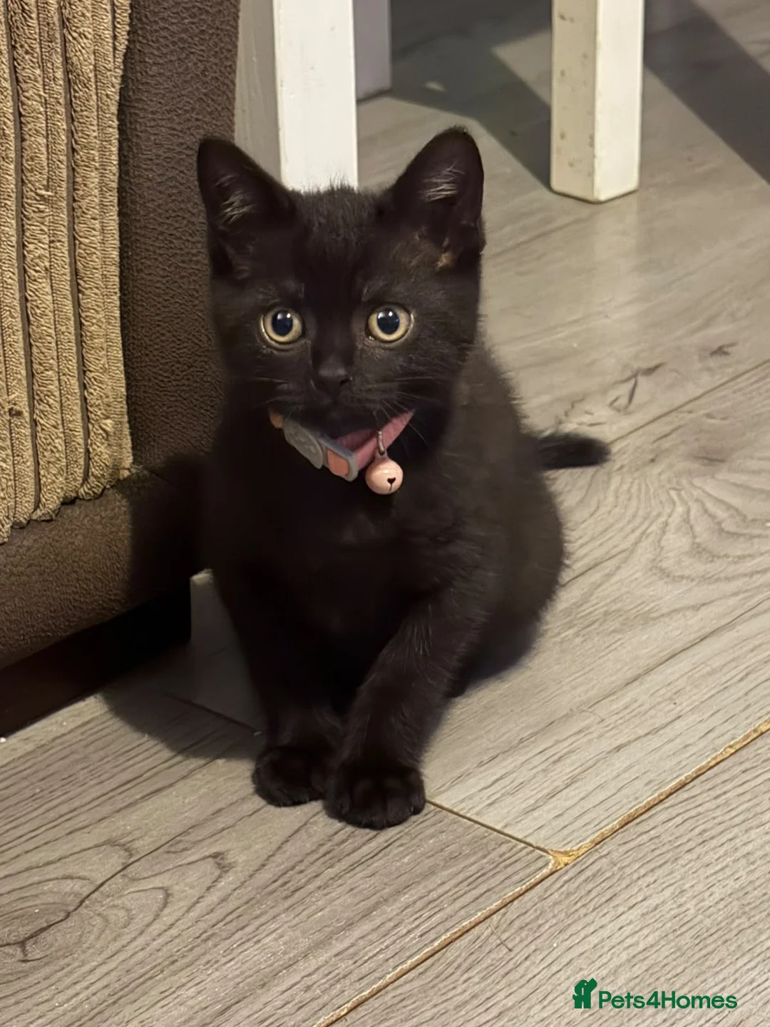 Mixed Breed cats for sale: 12 week old Kitten for sale  - Advert 2