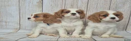 Cavalier King Charles Spaniel dogs for sale: 2 boys left ready to go now ❤️ - Advert 2