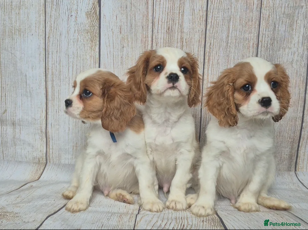 Cavalier King Charles Spaniel dogs for sale: 2 boys left ready to go now ❤️ - Advert 2