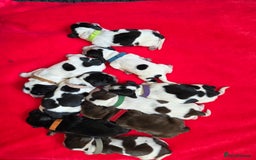 Cocker Spaniel dogs for sale: Kc, show cocker, dna, hips and eye tested parents  - Image 1