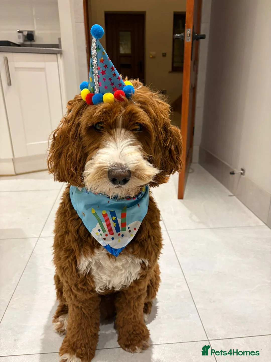 Australian Labradoodle dogs for sale: WAITING LIST Australian Labradoodles - RED & TUX  - Advert 7