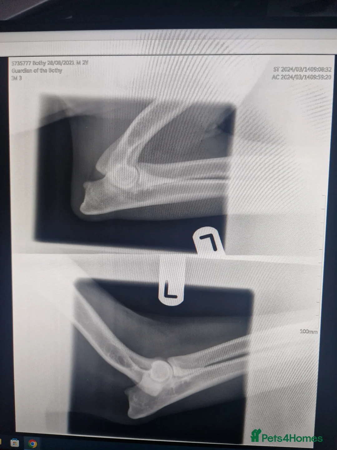 German Shorthaired Pointer dogs for stud: Proven sire full KC Reg GSP 5th Generation in Liverpool - Advert 15