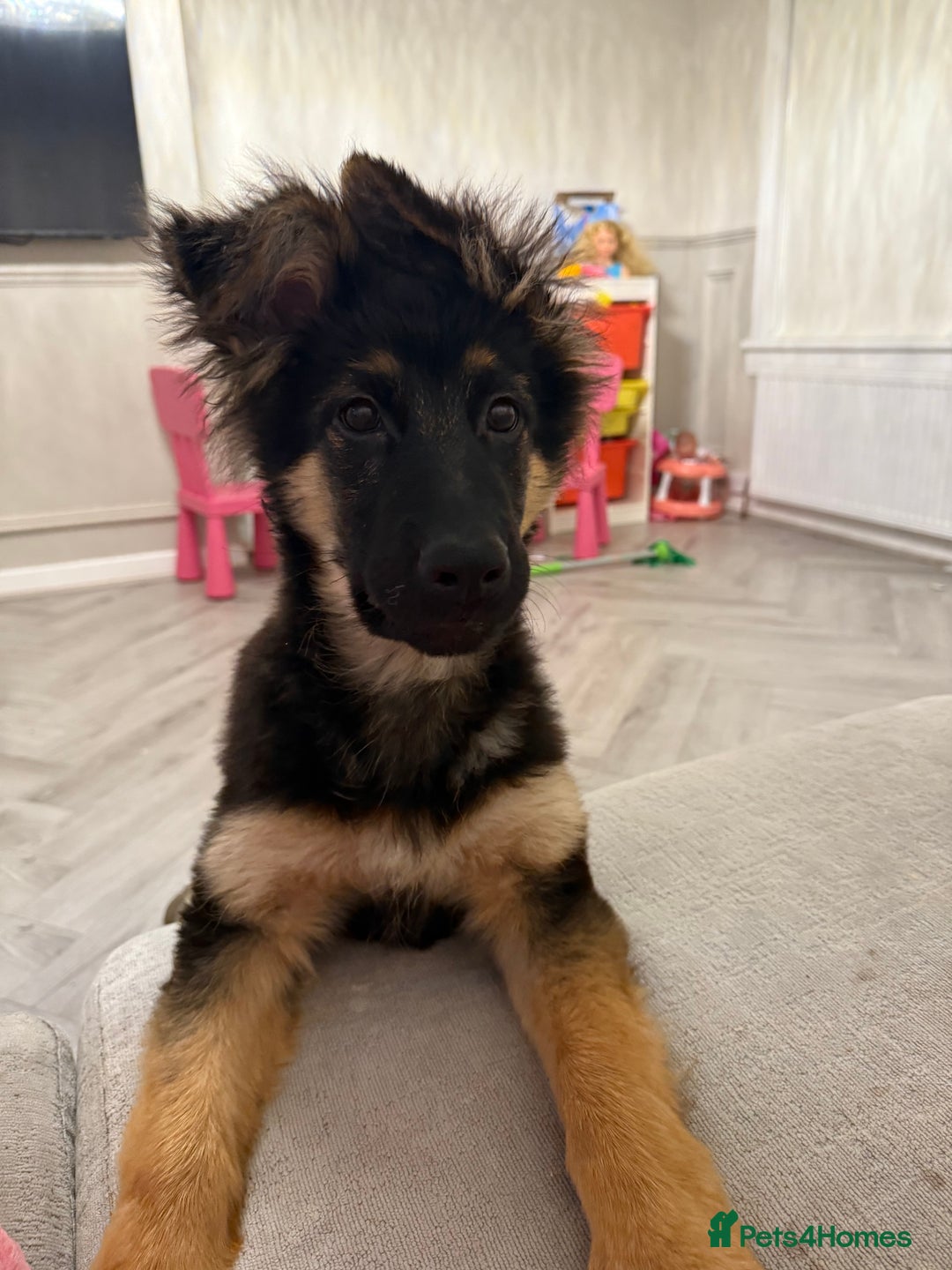 German Shepherd dogs for sale: 💔 Loving Home Wanted  – 4-Month-Old GS Puppy 💔 - Advert 11