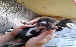 Mixed Breed dogs for sale: Dusky - Image 5