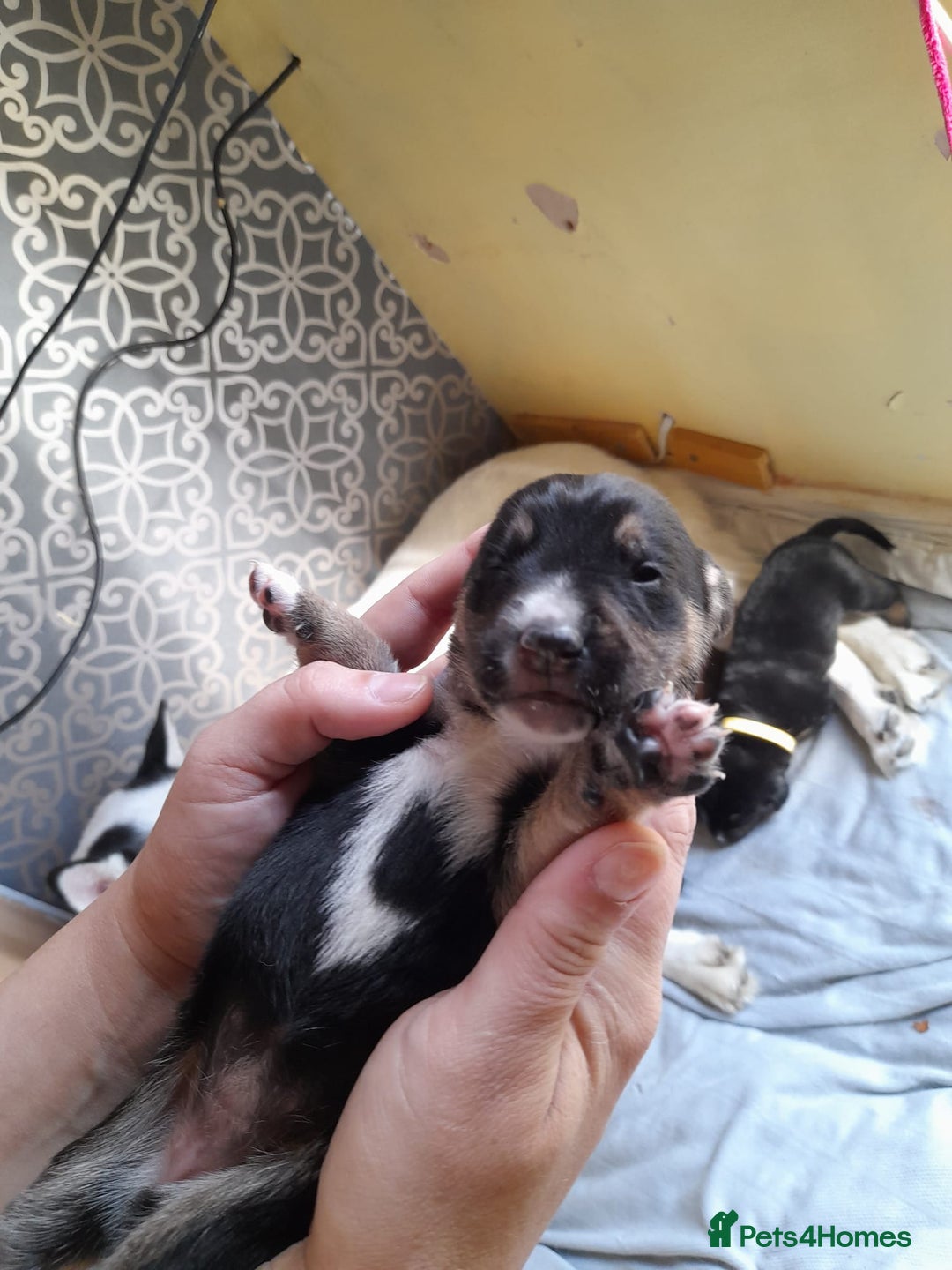 Mixed Breed dogs for sale: Dusky - Image 5