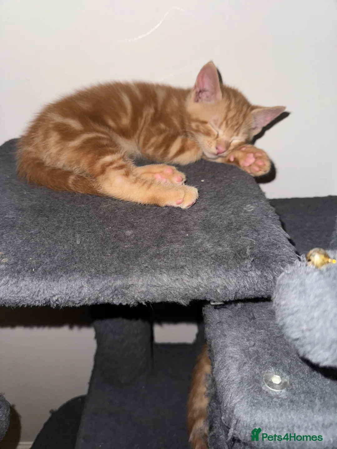 American Shorthair cats for sale: Beautiful Rare GingerKittens Alonghair X BSH cross - Advert 31
