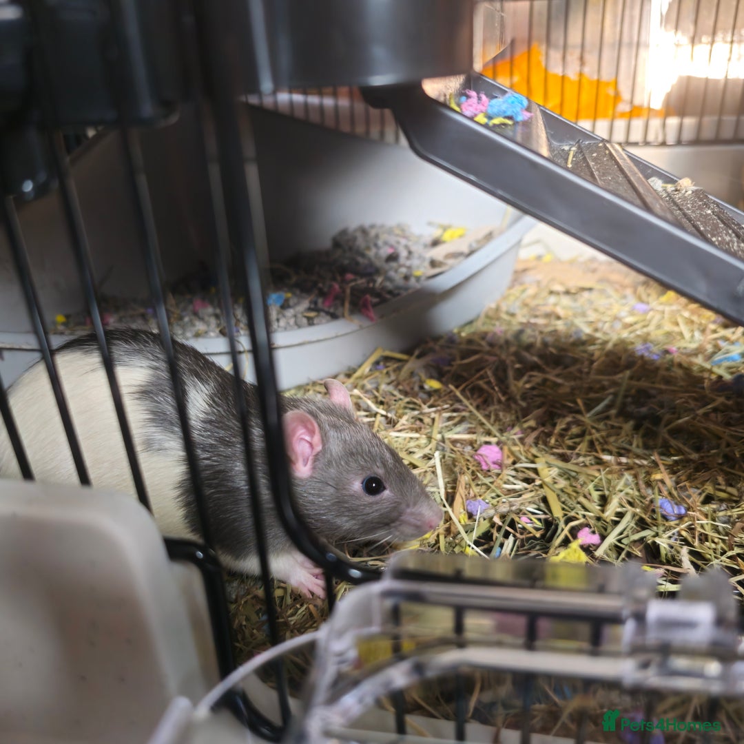 Rat rodents for sale: 4 male rats  - Image 8