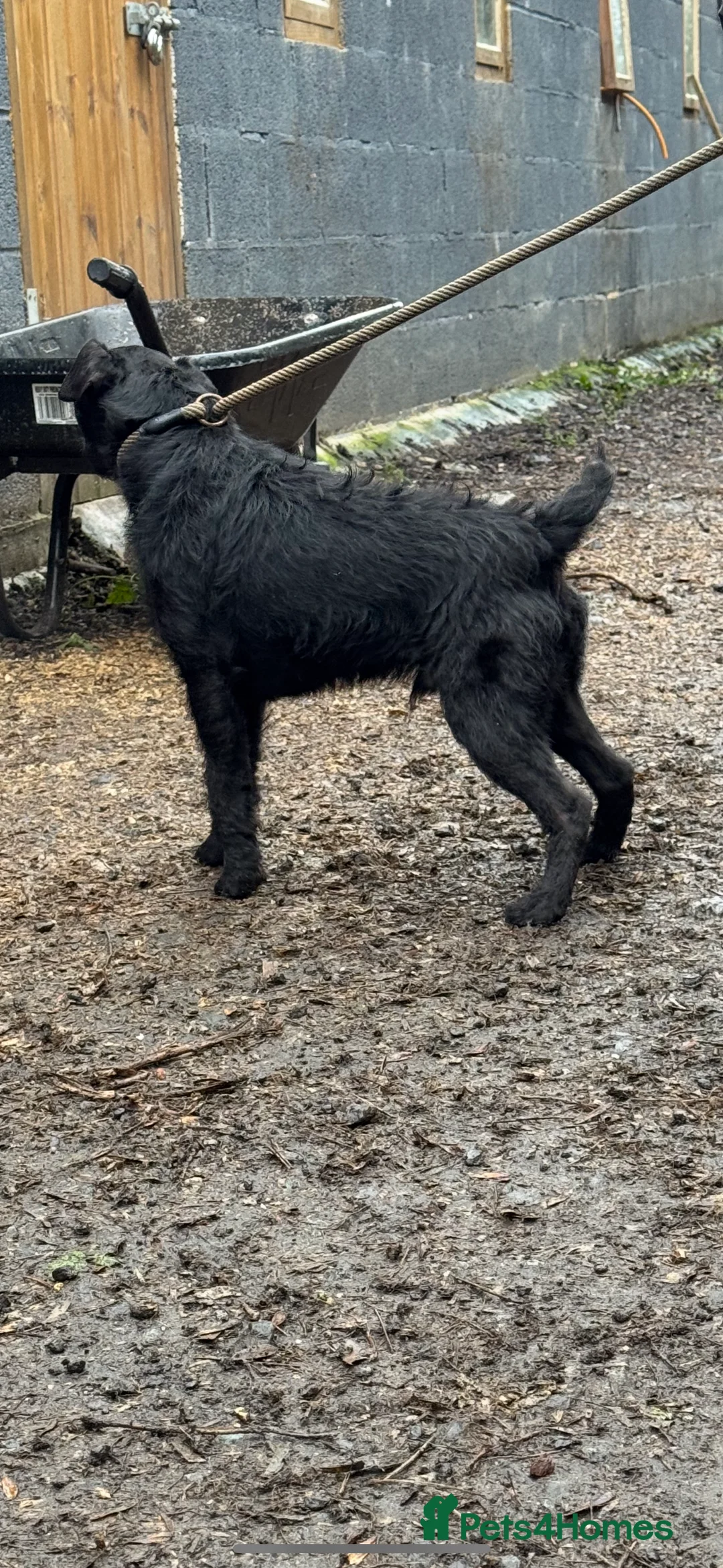 Patterdale Terrier dogs for stud: Rough coated patterdale  - Advert 3