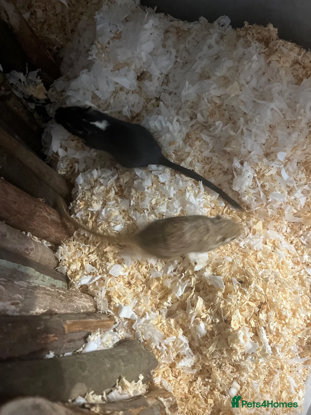 Gerbil rodents for sale: Gerbils (FEMALE) x2 in Thetford - Advert 2