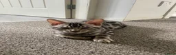 Bengal cats for sale: 🐾 BEAUTIFUL TICA REGISTERED BENGAL  – READY NOW  - Advert 31