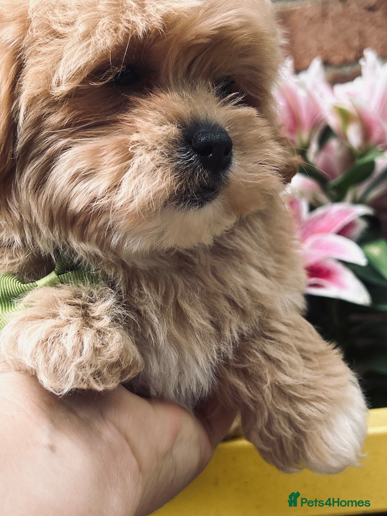 Maltipoo dogs  **  Maltipoo Puppy – Beautiful Teddy Bear Face - Advert 1