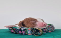 Welsh Springer Spaniel dogs for sale: Quality Welsh Springers | Exceptional homes only. - Image 7