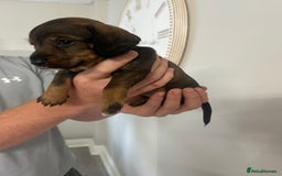 Mixed Breed dogs for sale: 8 beautiful dashaund X Jack Russel puppies  - Image 23