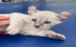 Bengal cats for sale: Gob smacking rare kittens  - Image 31