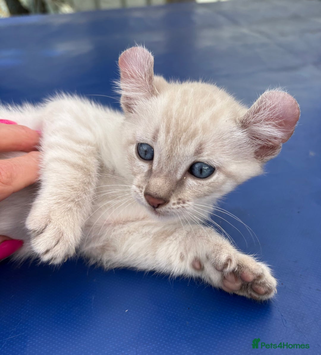 Bengal cats for sale: Gob smacking rare kittens  - Image 31