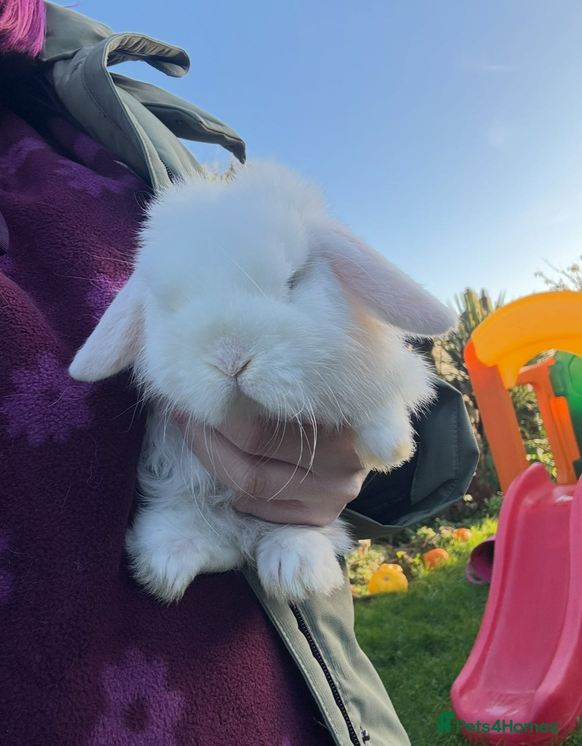 Mini Lop rabbits One lovely mini lop baby boy - Advert 1