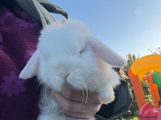 Mini Lop rabbits One lovely mini lop baby boy - Advert 1