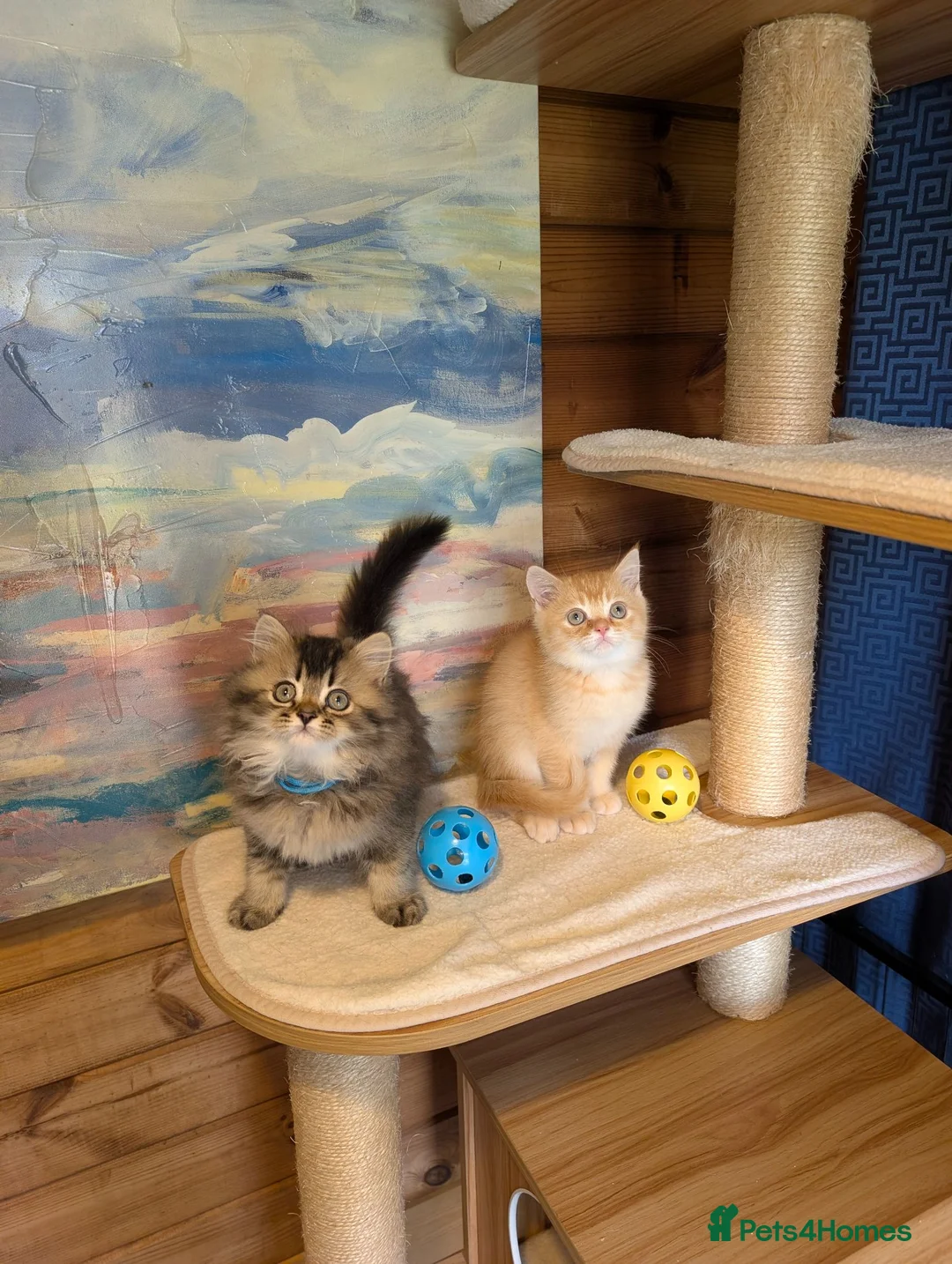 Scottish Fold cats for sale: ⭐ Ready Now Scottish straight kittens  ⭐ - Advert 1