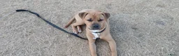 American Bulldog dogs for sale: 8 moth male american bulldog - Advert 2