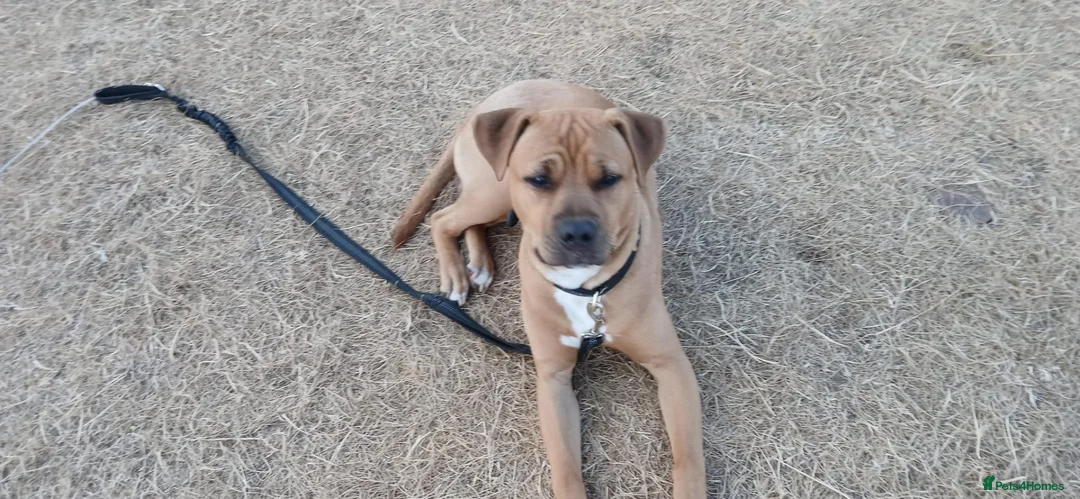 American Bulldog dogs for sale: 8 moth male american bulldog - Advert 2