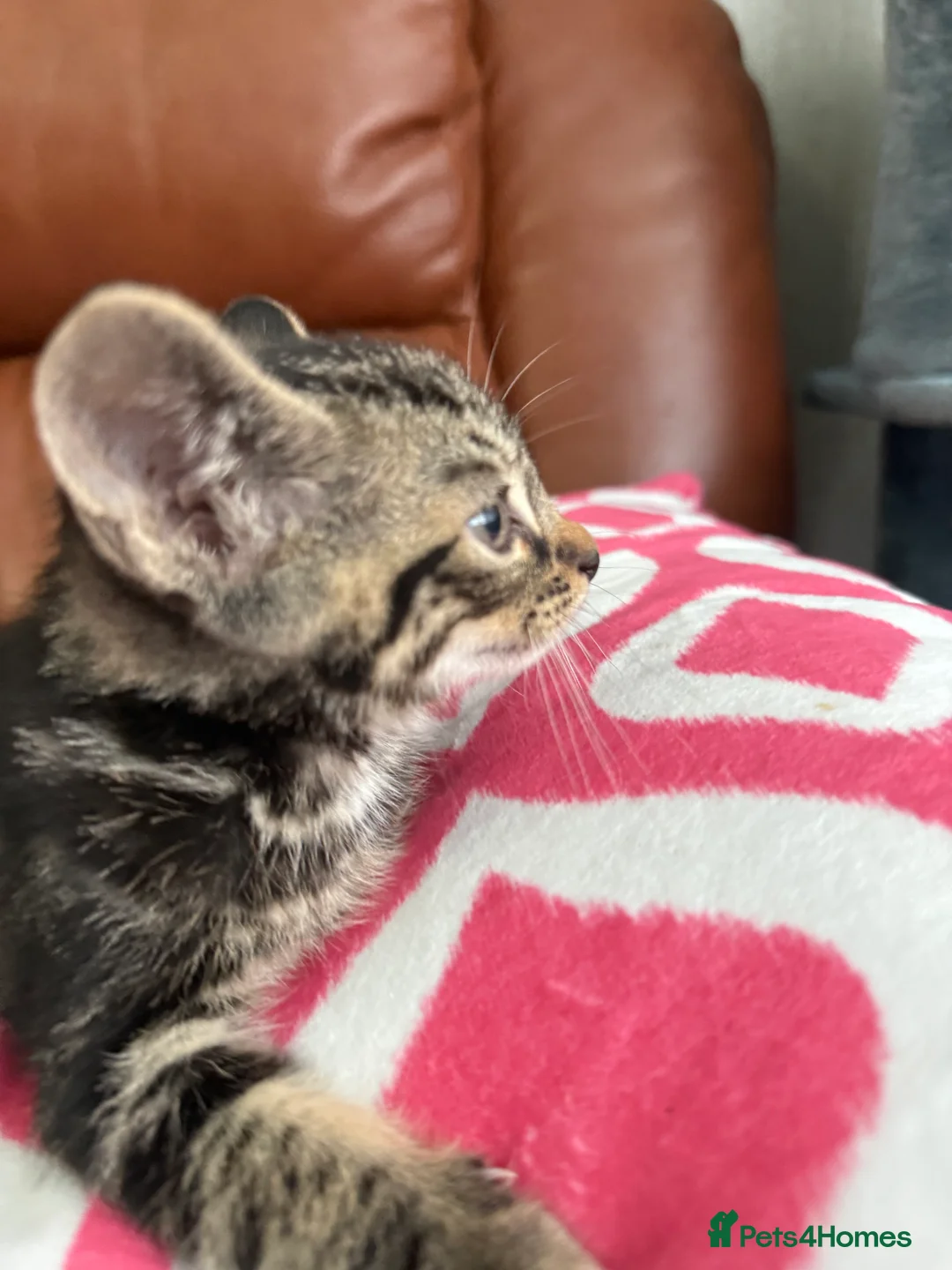 Mixed Breed cats for sale: Mixed Bengal and tabby cats  - Advert 9